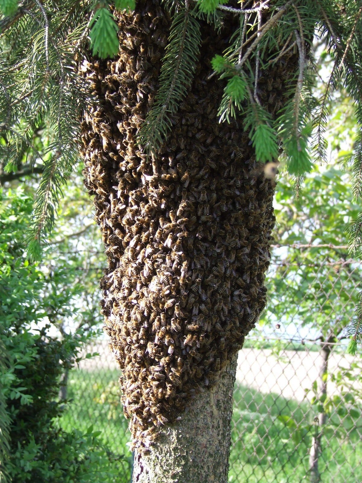 Comment se débarrasser efficacement d’un nid d’abeilles sous toiture post thumbnail image