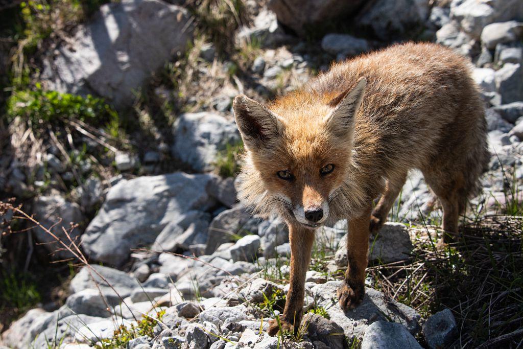 Nourriture que mange le renard : un aperçu de son régime alimentaire post thumbnail image