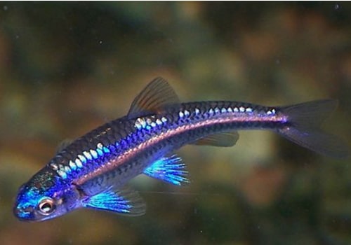 découvrez notre guide complet sur les poissons compatibles pour aquarium. apprenez à choisir les espèces qui s'entendent bien, les meilleures pratiques pour maintenir un écosystème harmonieux et profitez d'un aquarium vivant et équilibré.