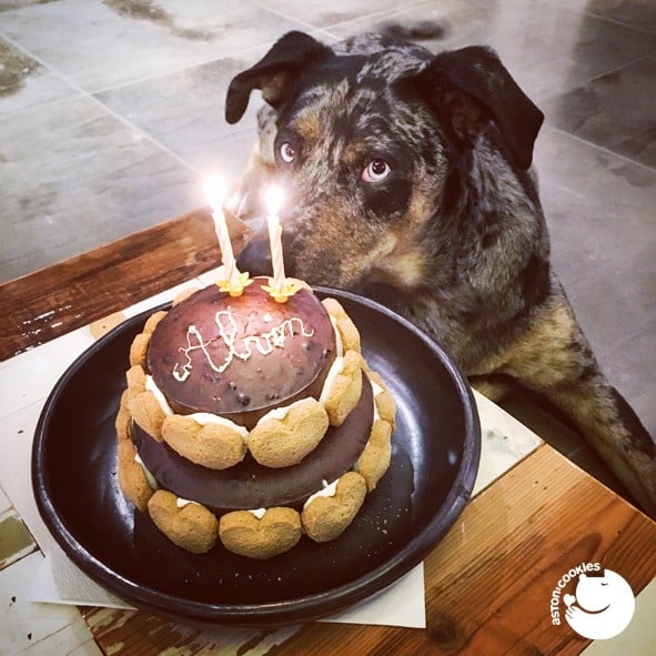 Recette facile de gâteaux faits maison pour chiens post thumbnail image